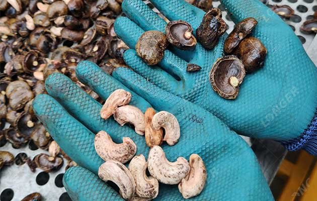 Raw Cashew Nut Processing Unit Supplier