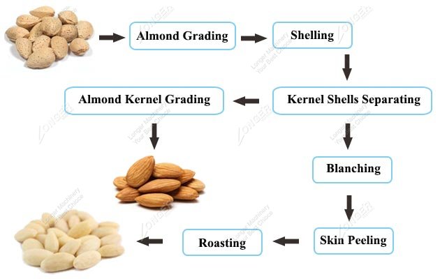 Almond Processing Steps in Factory