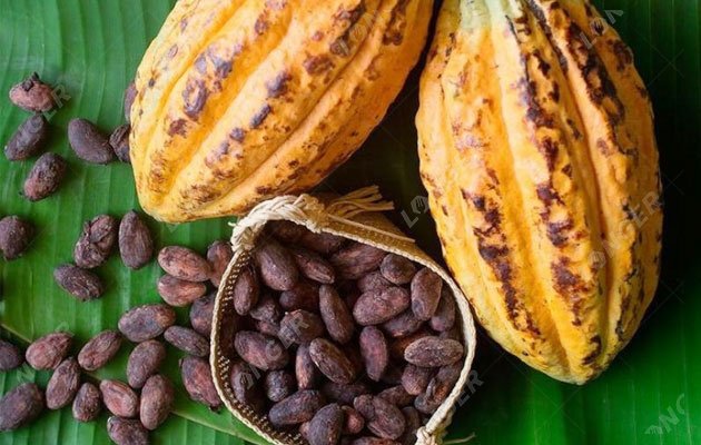 Cocoa Processing Steps - Starting From Harvest