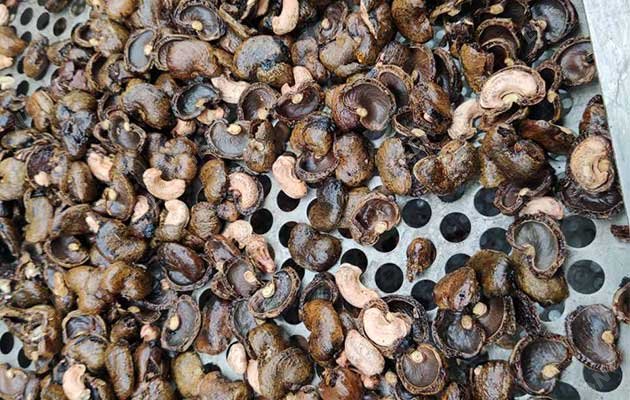High Quality Cashew Nut Processing Line
