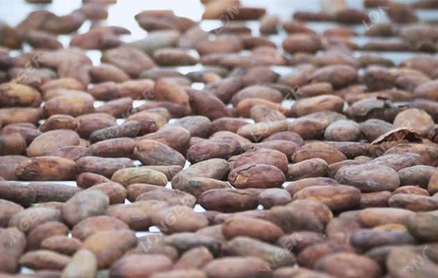 Analysis of Cocoa Processing Plant Cost