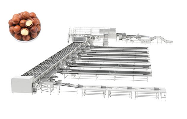 Automatic Macadamia Nut Sorting Line