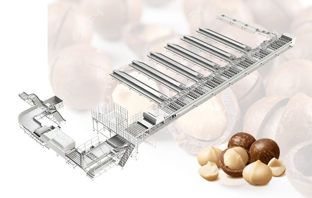 Industrial Macadamia Nut Sorting Line