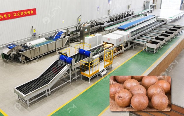Automatic Macadamia Nut Sorting Line Automatic Macadamia Nut Sorting Line