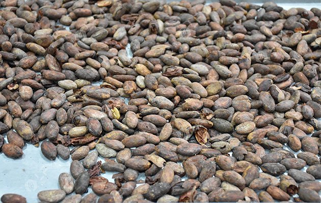 Roasted Cocoa Beans